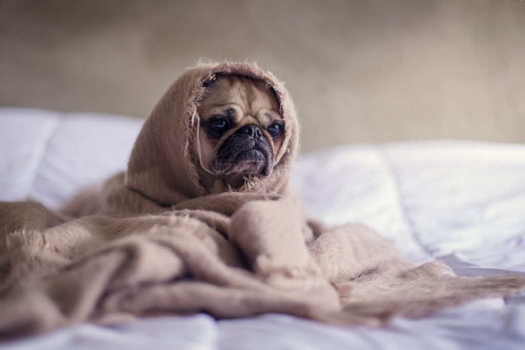 christmas stressed out pug dog