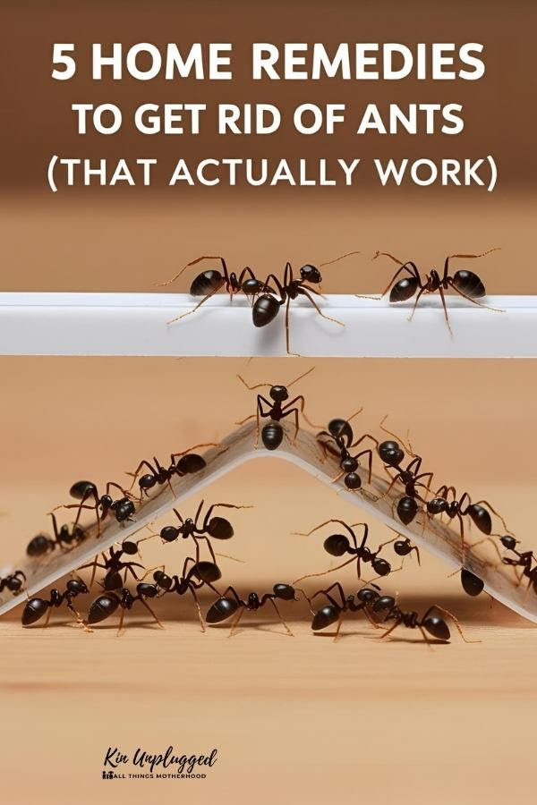 how to get rid of ants