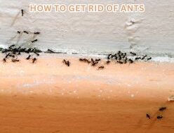 How to get rid of ants home remedies