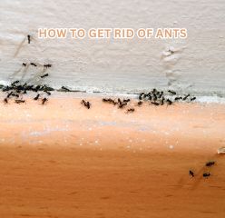 How to get rid of ants home remedies