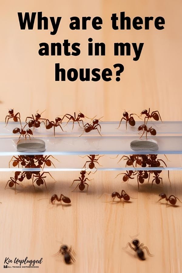 how to get rid of ants