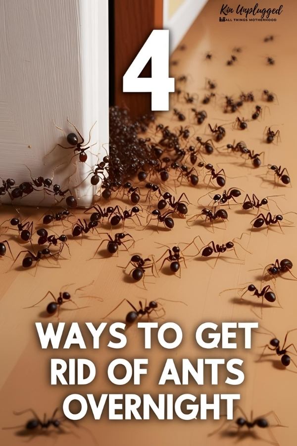 How to get rid of ants in the walls naturally