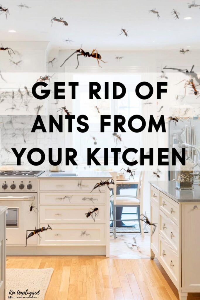 how to get rid of ants overnight