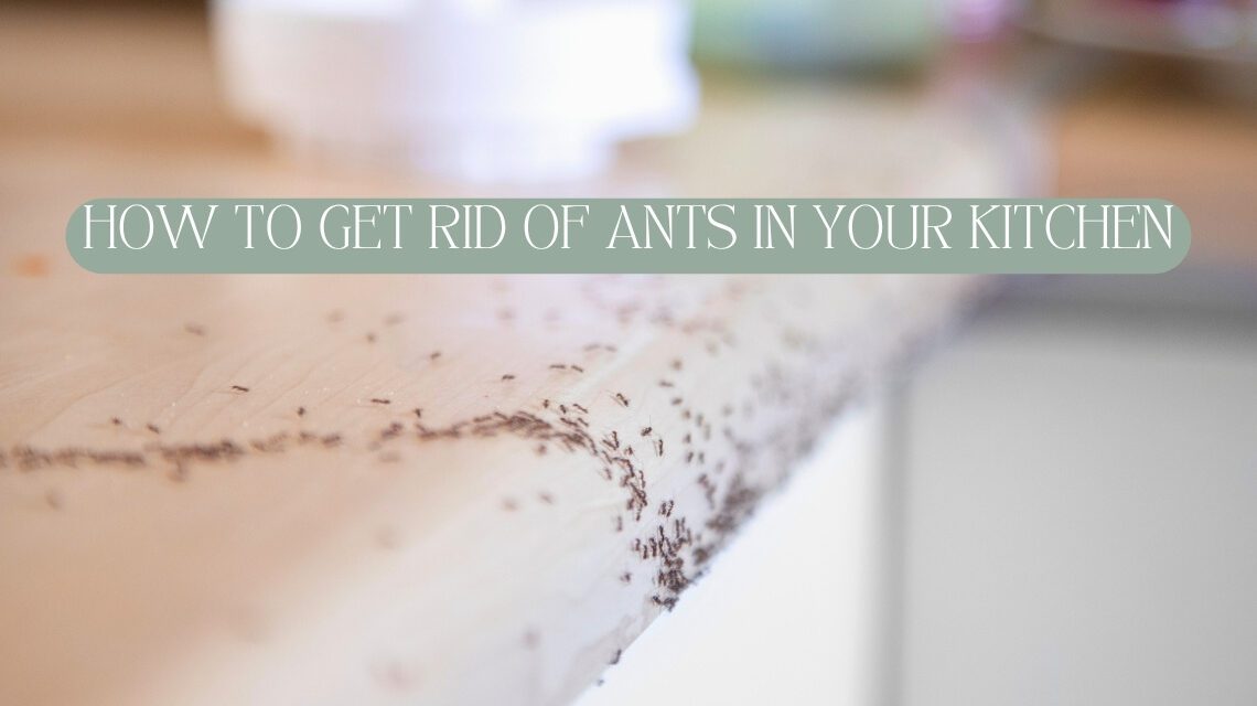 get rid of ants in house home remedy