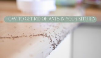 get rid of ants in house home remedy